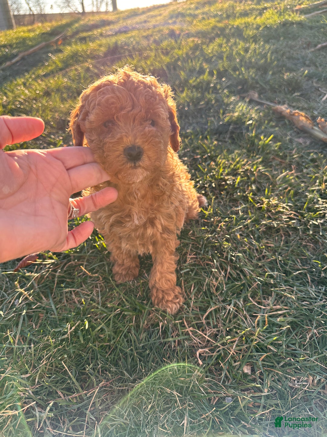Toy Poodle dogs for sale: Coco- AKC POTTY TRAINED - Ad 11