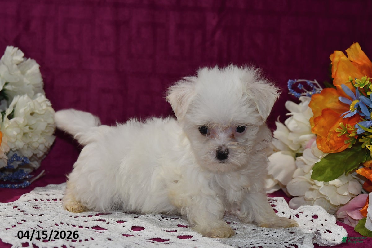 Maltese dogs Rex - Ad 2