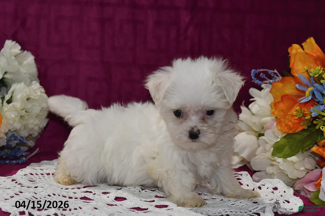 Maltese dogs for sale: Rex - Ad 2