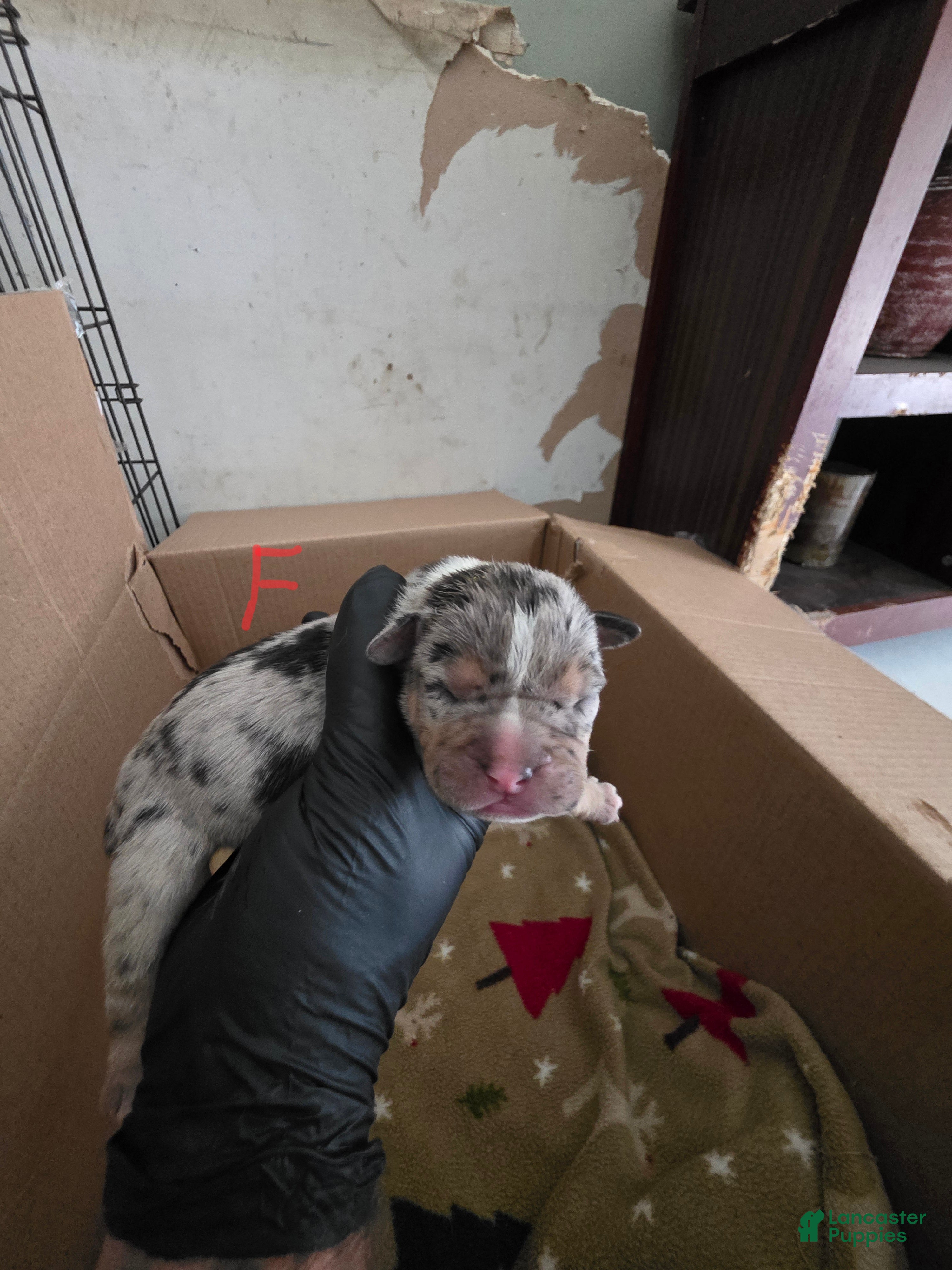 American Bully dogs American Bully 9 - Ad 19