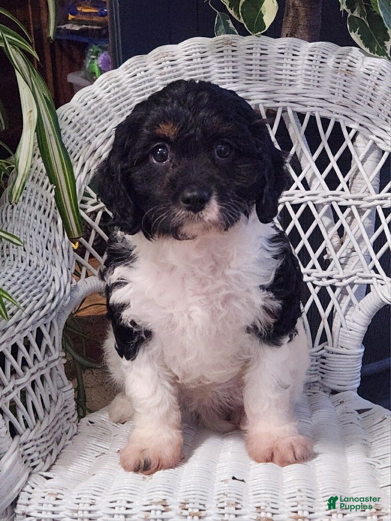 Cavapoo dogs Iris - Ad 1