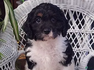 Cavapoo dogs for sale: Iris - Ad 3