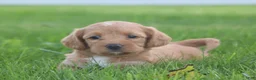 Miniature Labradoodle dogs for sale: Mia - Ad 4