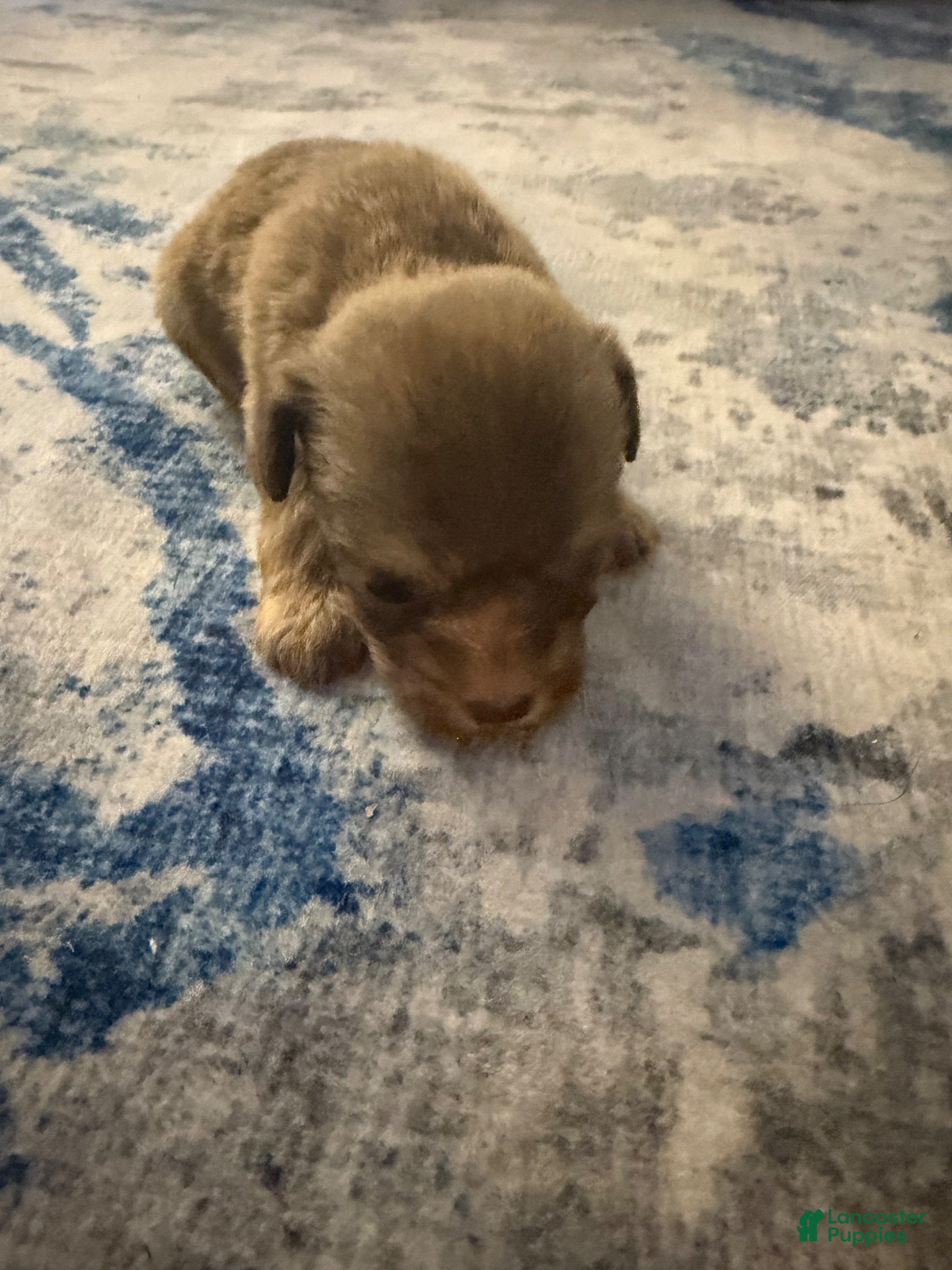 Mixed Breed dogs for sale: Mixed Breed 6 - Ad 5