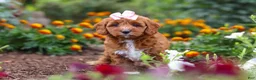 Cavapoo dogs for sale: Dixie - Ad 1