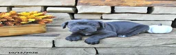 Cane Corso dogs for sale: Jax - Ad 1
