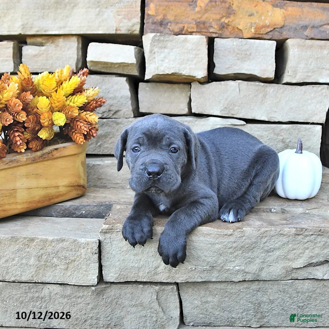 Cane Corso dogs for sale: Jax - Ad 1