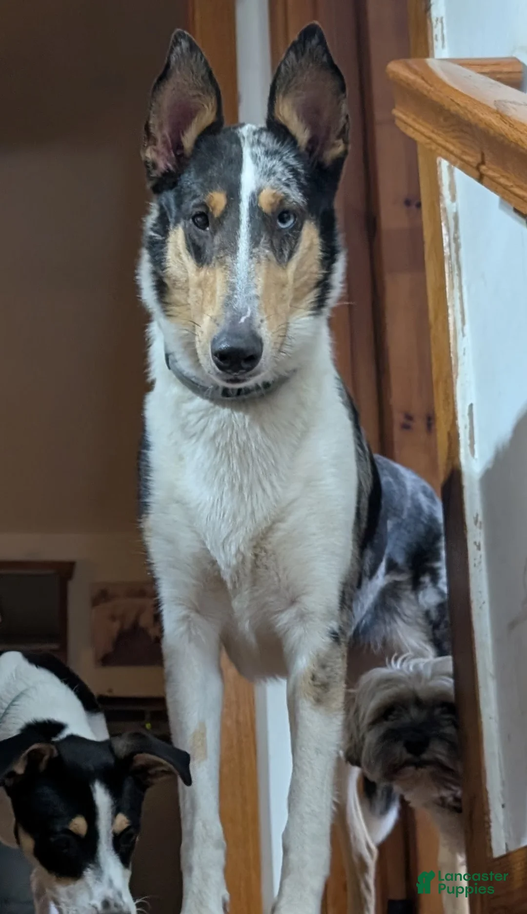 Collie dogs for sale: "Princess" - Ad 2