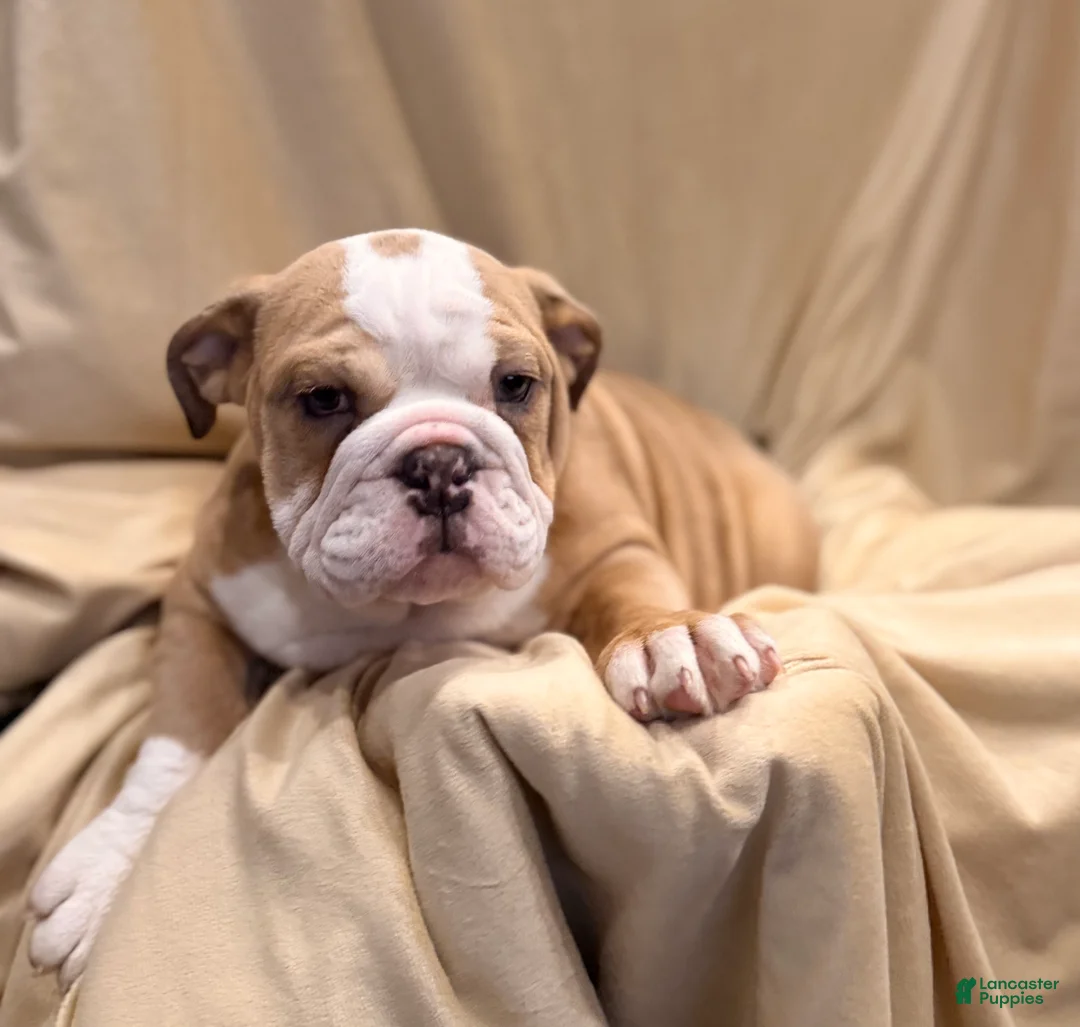 English Bulldog dogs for sale: Faith - Ad 14