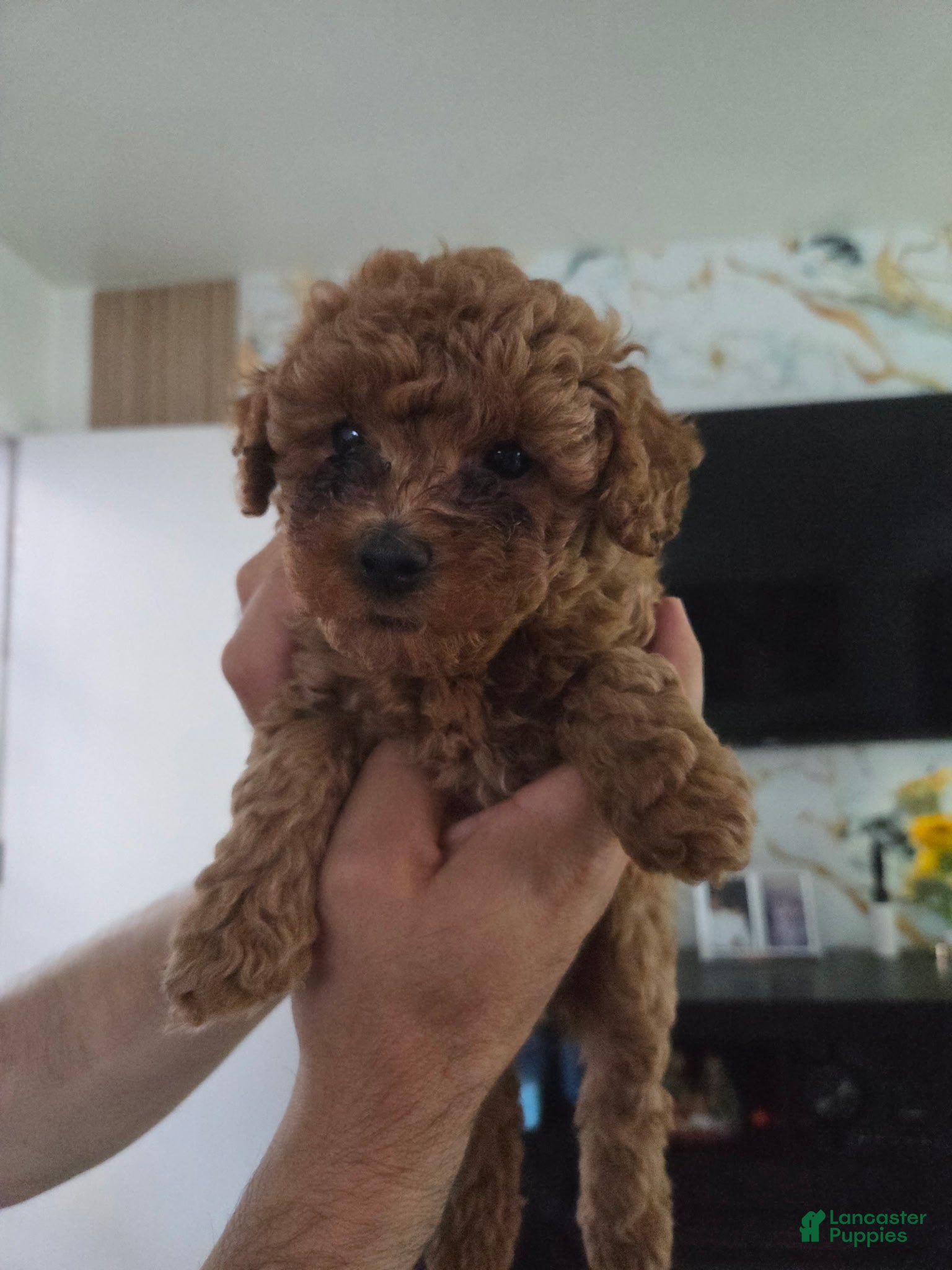 Miniature Poodle dogs Miniature Poodle Puppy 3 - Ad 4