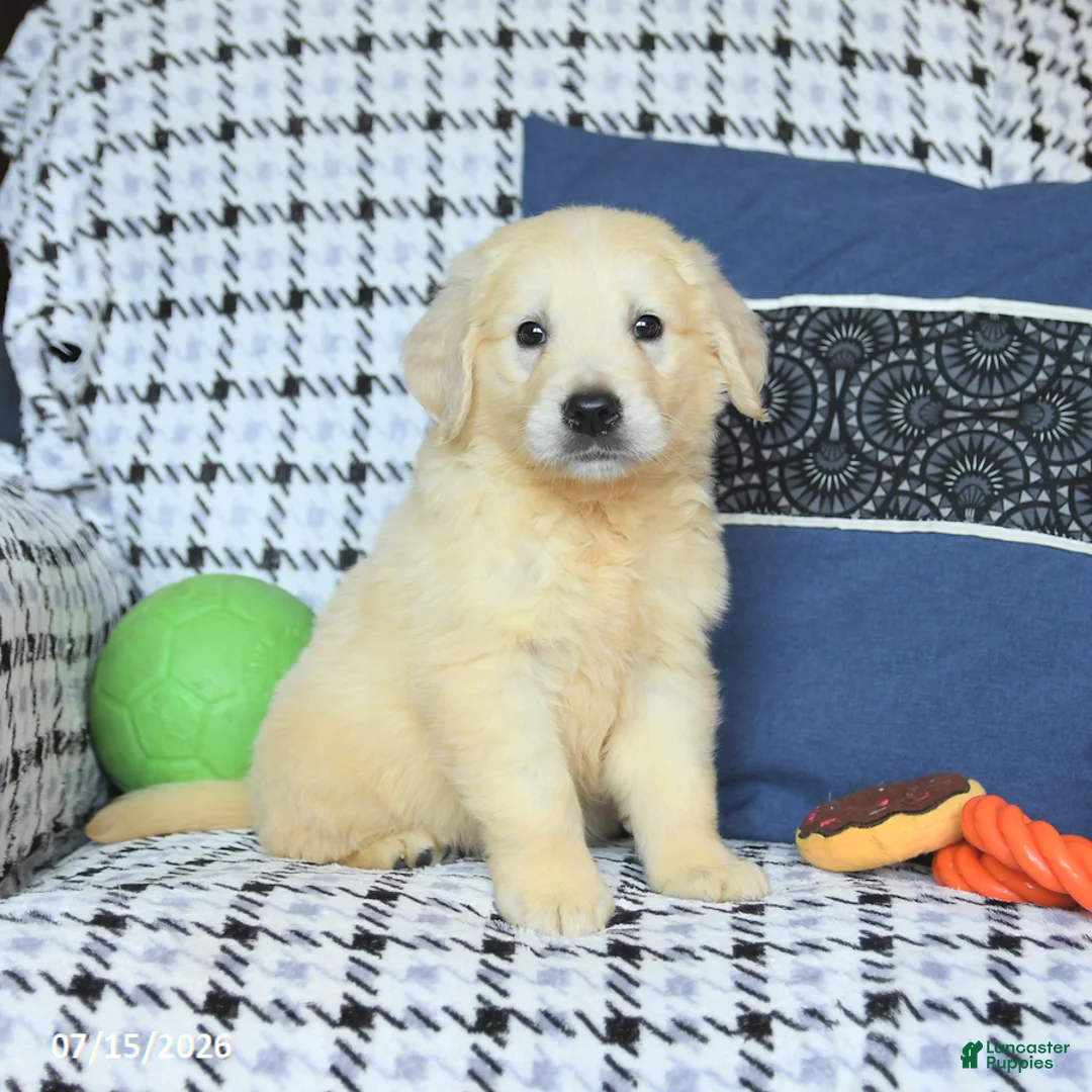 Golden Retriever dogs for sale: Theo - Ad 1