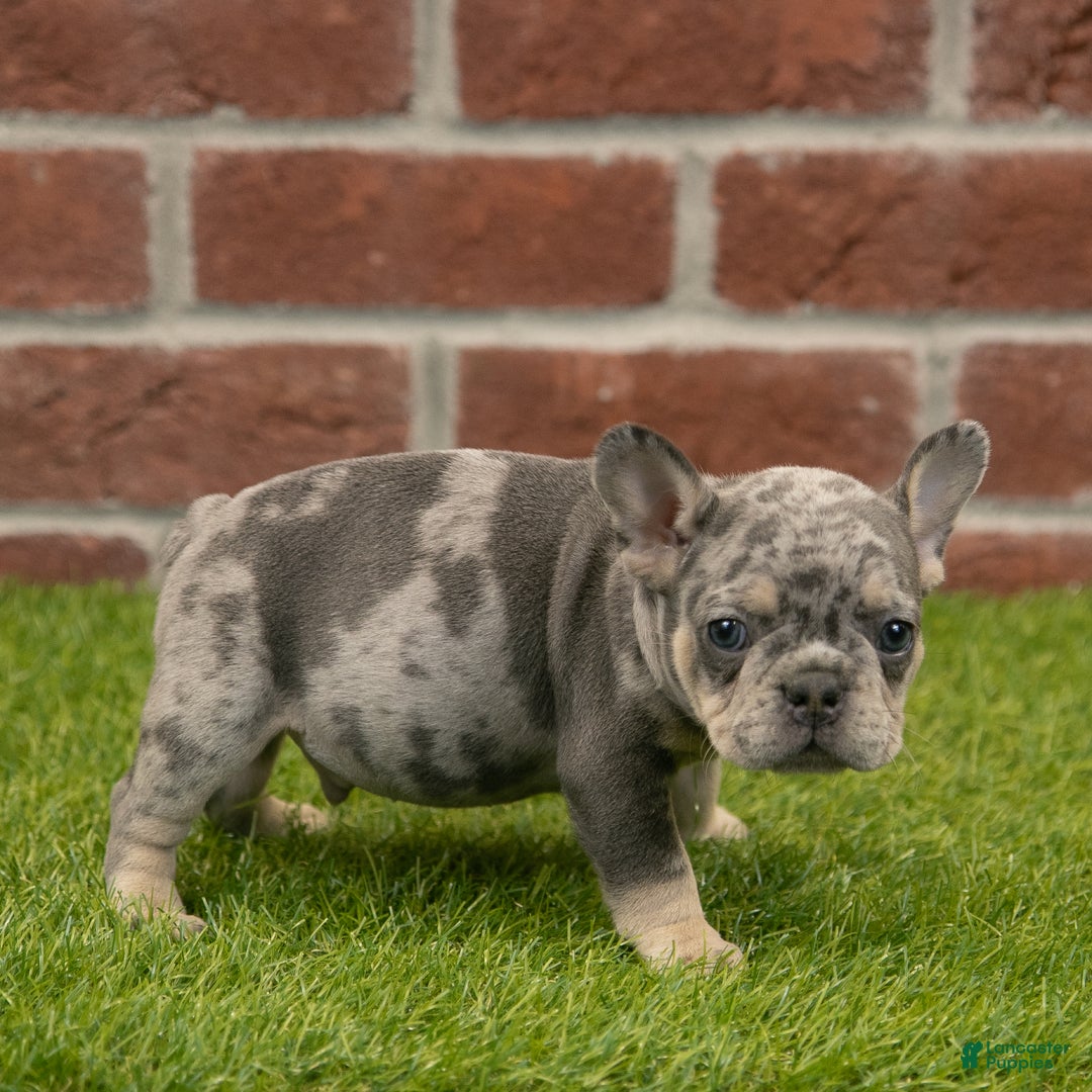 French Bulldog dogs for sale: Charlie - Ad 5