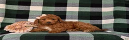 Mini Goldendoodle dogs for sale: Tehya 9 lbs Full Grown - Ad 4