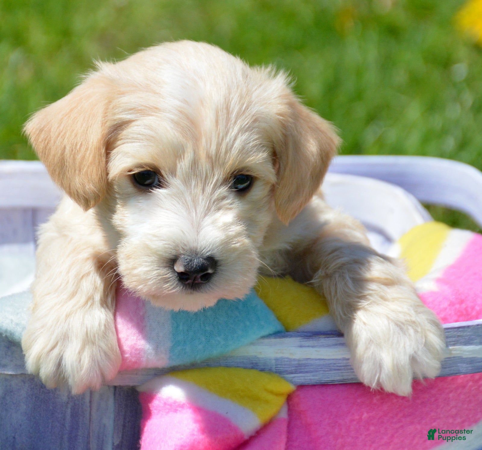 Miniature Schnauzer dogs Miniature Schnauzer Maverick - Ad 21