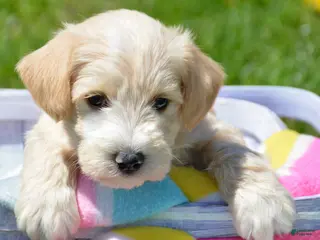 Miniature Schnauzer dogs Miniature Schnauzer Maverick - Ad 21