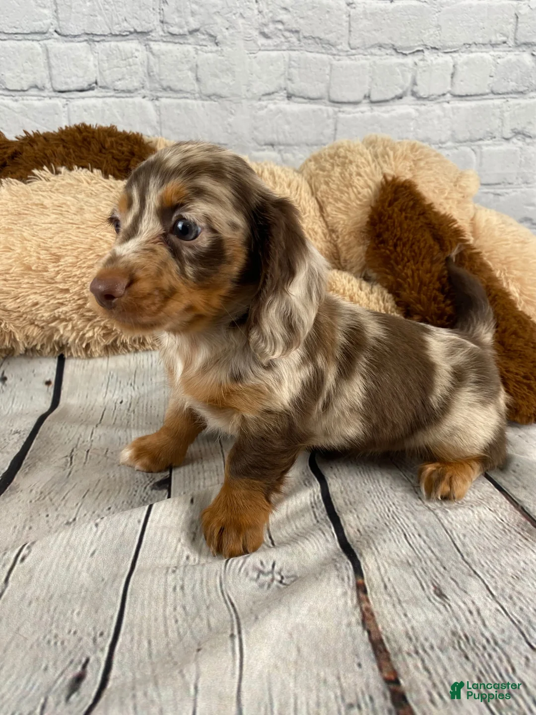 Miniature Dachshund dogs for sale: Sally - Ad 14