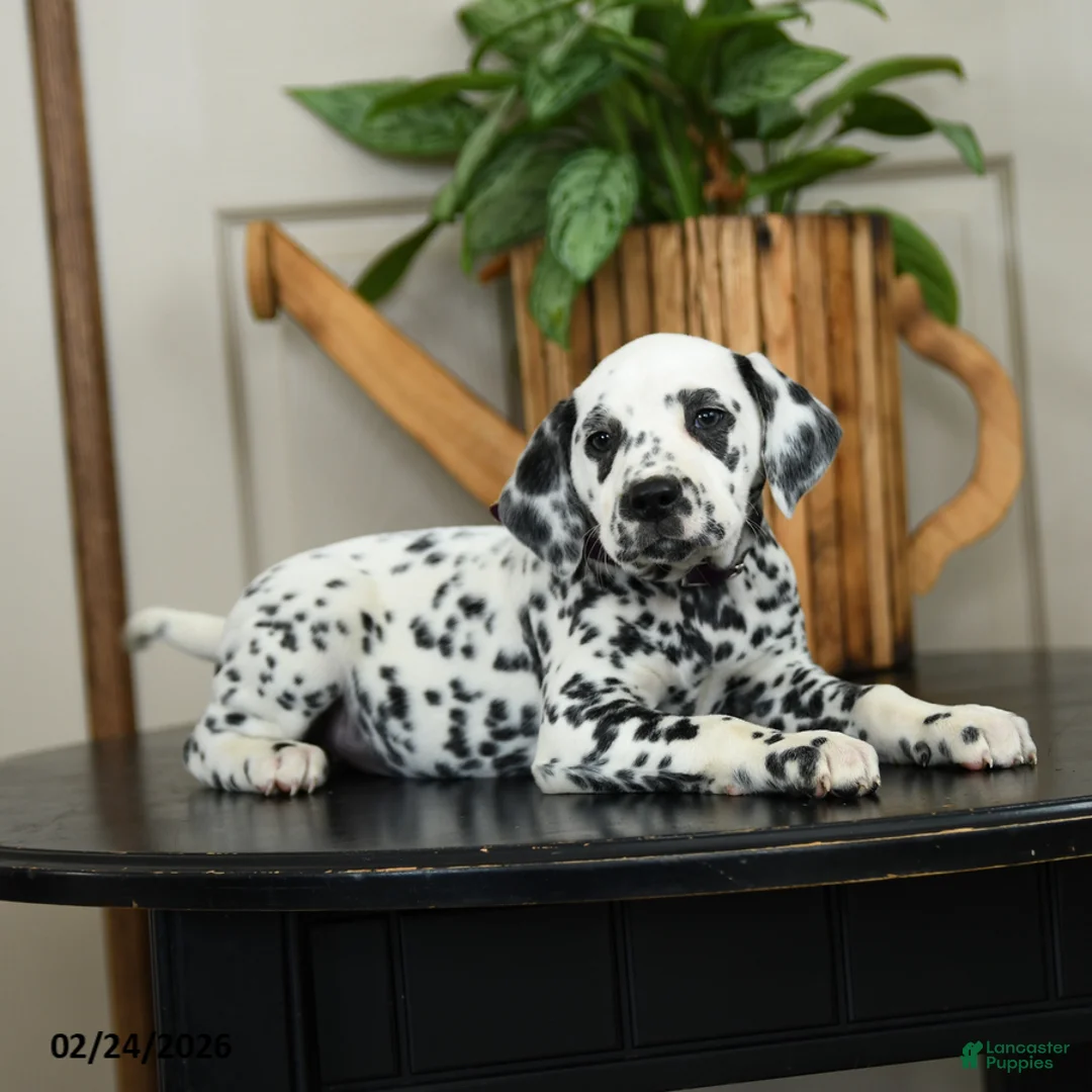 Dalmatian dogs for sale: Kiwi - Ad 2