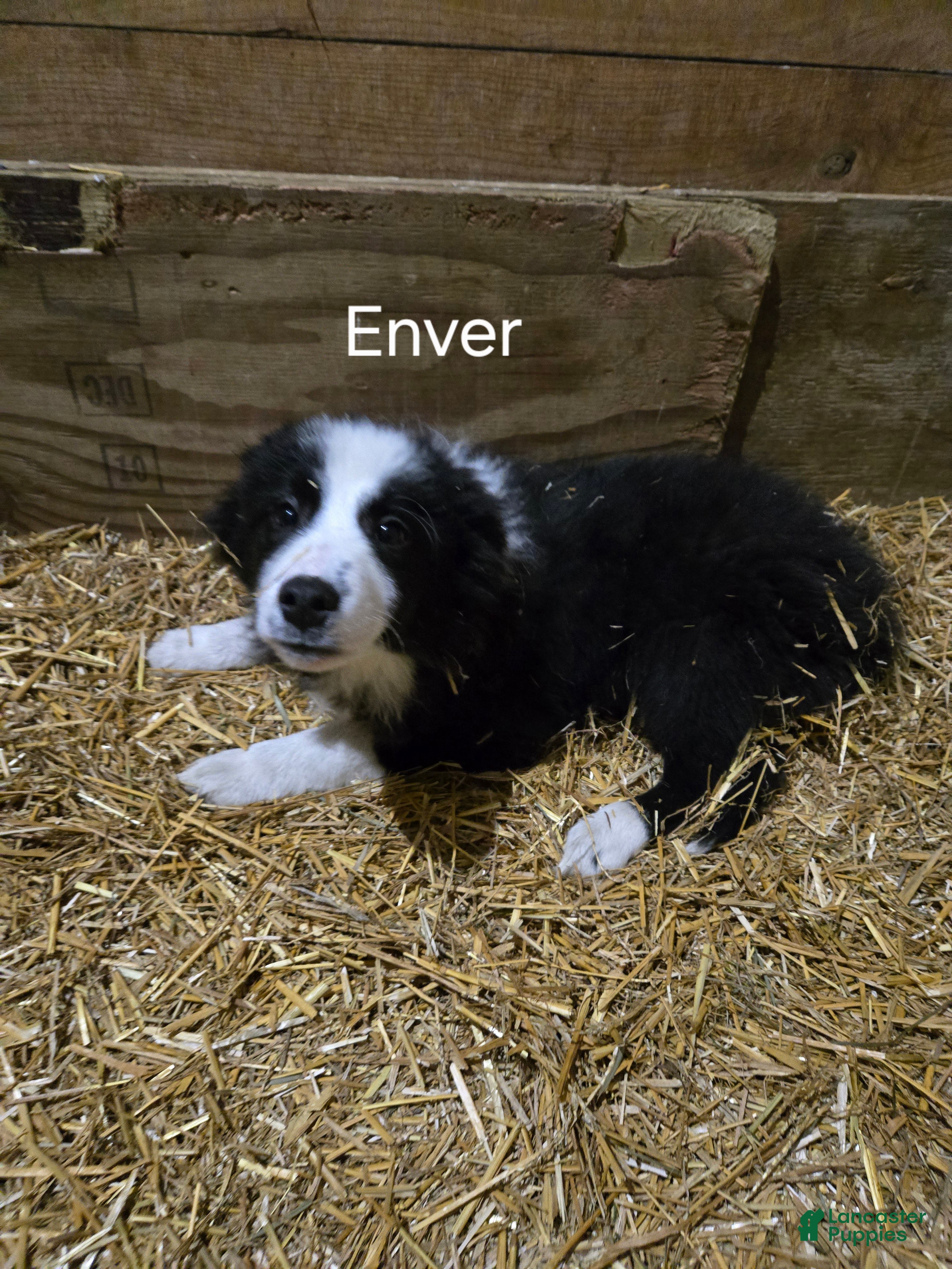 Border Collie dogs Enver - Ad 1