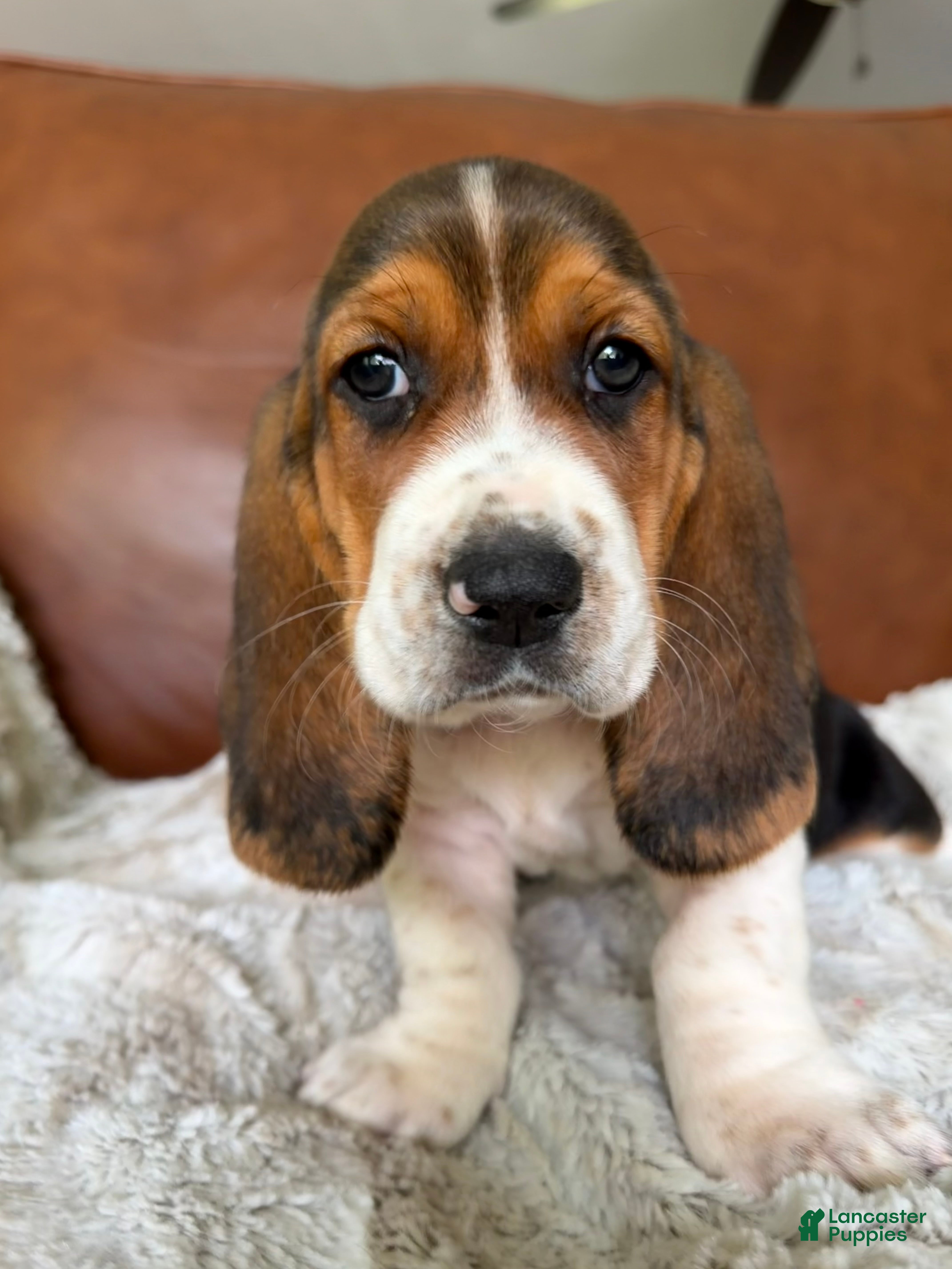 Basset Hound dogs George - Ad 1