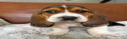 Basset Hound dogs for sale: George - Ad 1