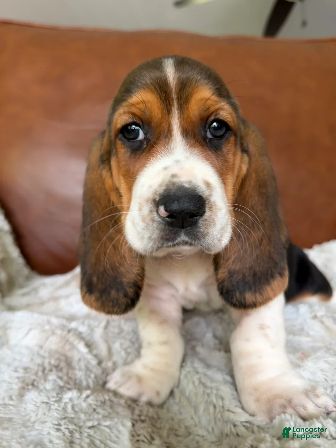 Basset Hound dogs for sale: George - Ad 1
