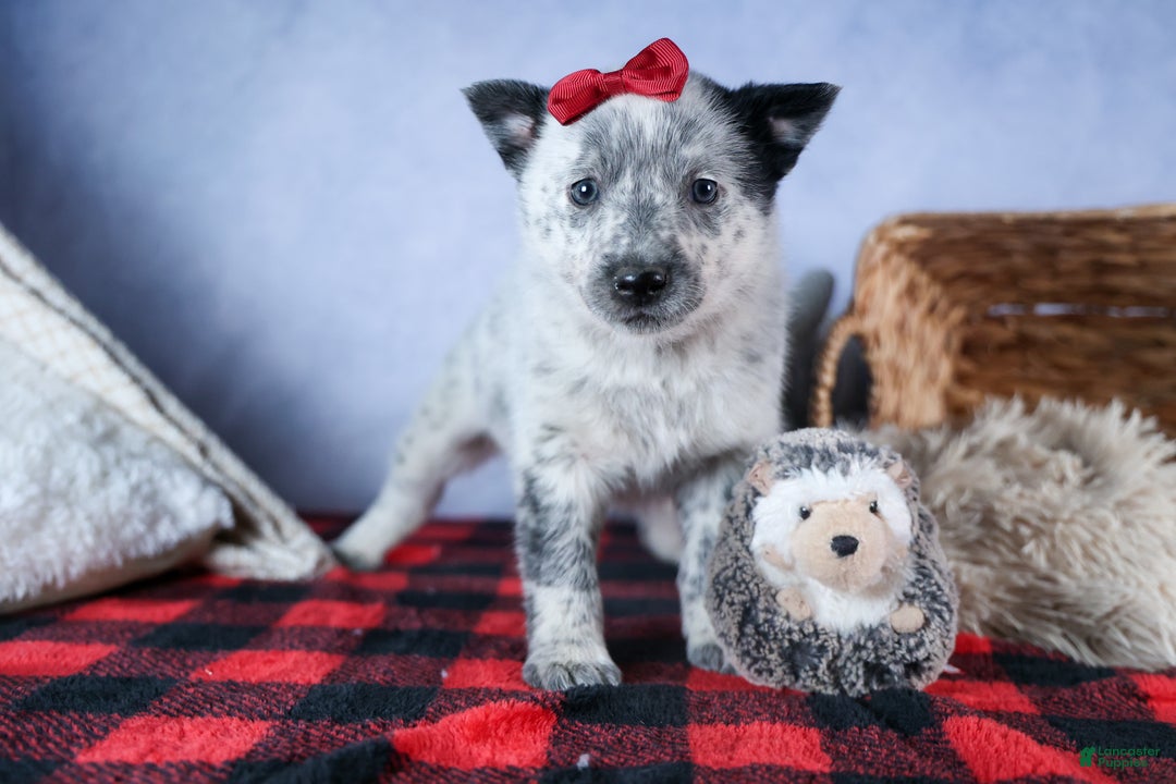 Mixed Breed dogs for sale: DAWN - Ad 15