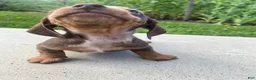 Miniature Dachshund dogs for sale: Honey - Ad 5