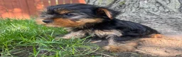 Yorkshire Terrier dogs for sale: Teddy  - Ad 3