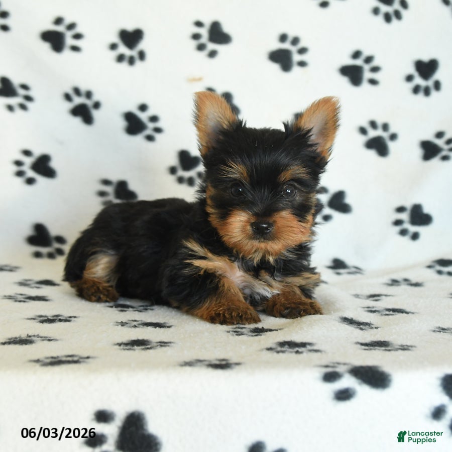 Yorkshire Terrier dogs for sale: Wisteria - Ad 5