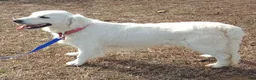 Golden Retriever dogs for sale: Dewey-ready soon 1-270-507-0580 - Ad 3