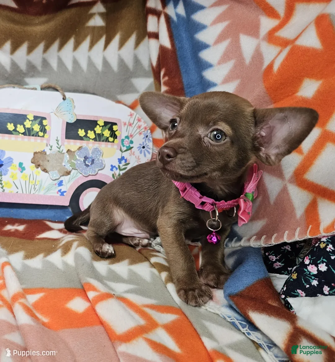 Chihuahua dogs for sale: Mad Maxx (chocolate) - Ad 4