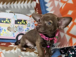 Chihuahua dogs Mad Maxx (chocolate) - Ad 31