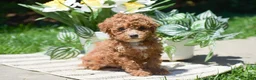 Miniature Poodle dogs for sale: Penny - Ad 1