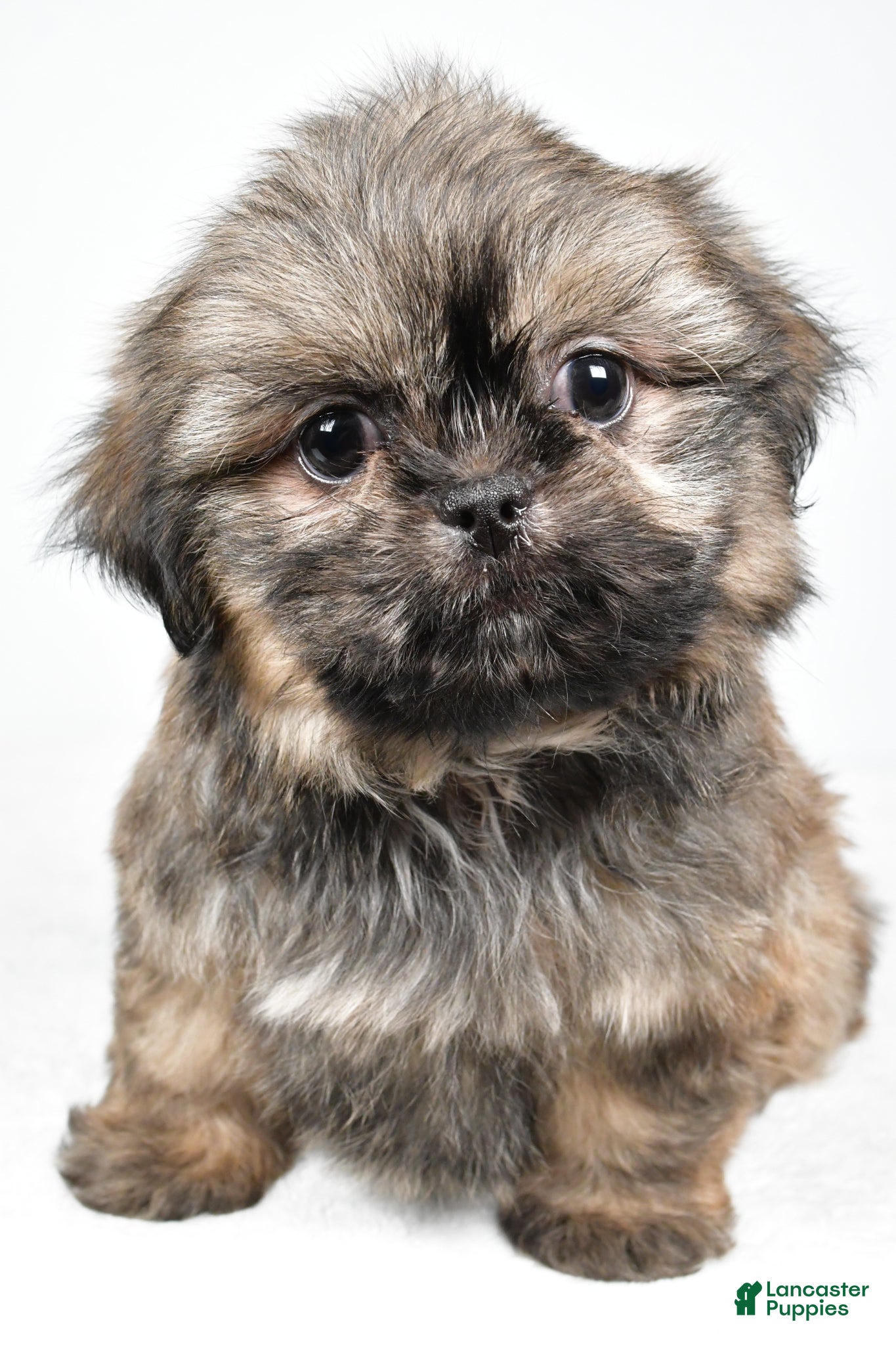 Shih Tzu dogs Quinton - Ad 2