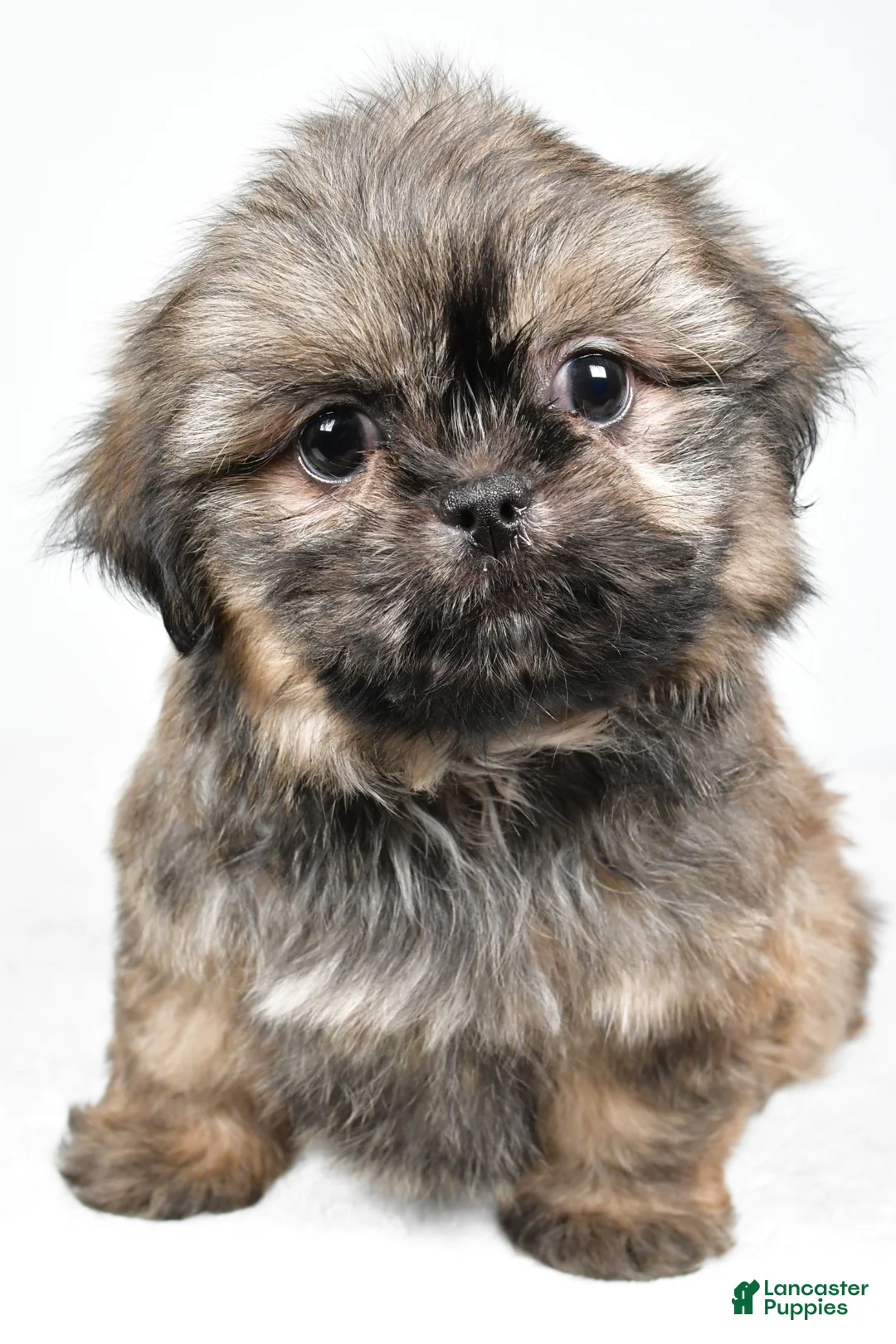 Shih Tzu dogs for sale: Quinton - Ad 2