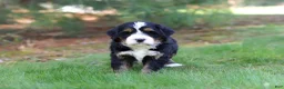 Mini Bernedoodle dogs for sale: Chance - Ad 7
