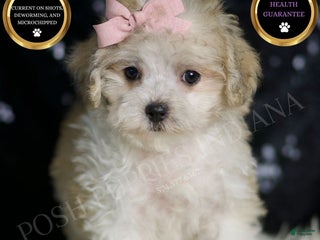 Maltipoo dogs - Ad 11