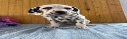 Dalmatian dogs for sale: Tommy - Ad 3