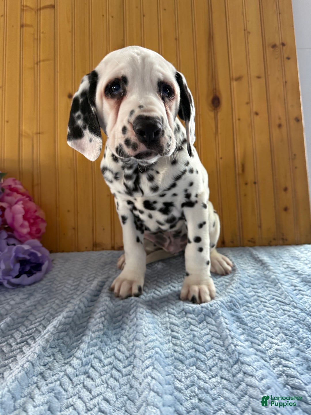 Dalmatian dogs for sale: Tommy - Ad 3