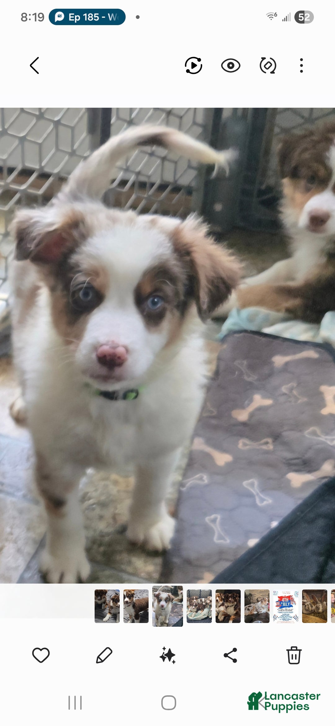 Australian Shepherd dogs Australian Shepherd Puppy 3 - Ad 15