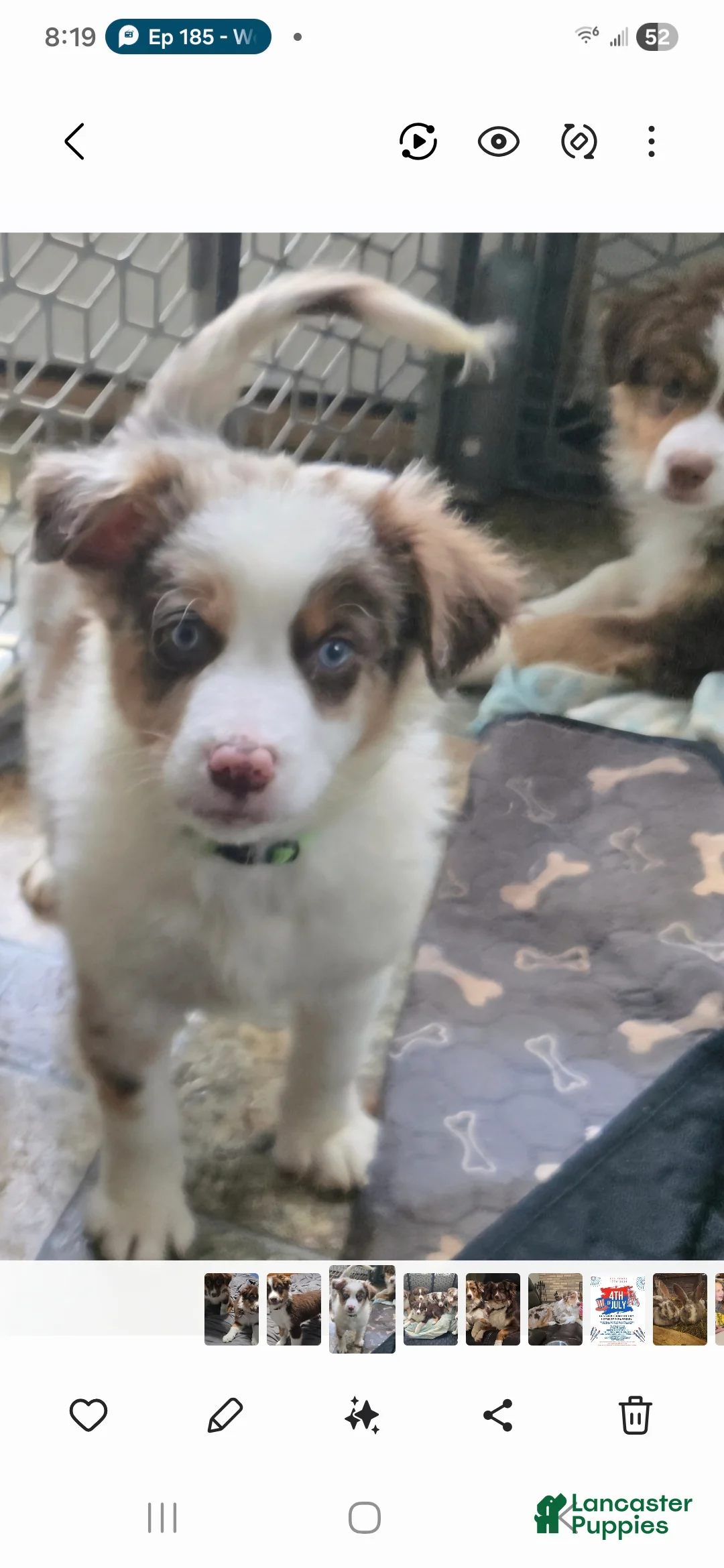 Australian Shepherd dogs for sale: Australian Shepherd Puppy 3 - Ad 1