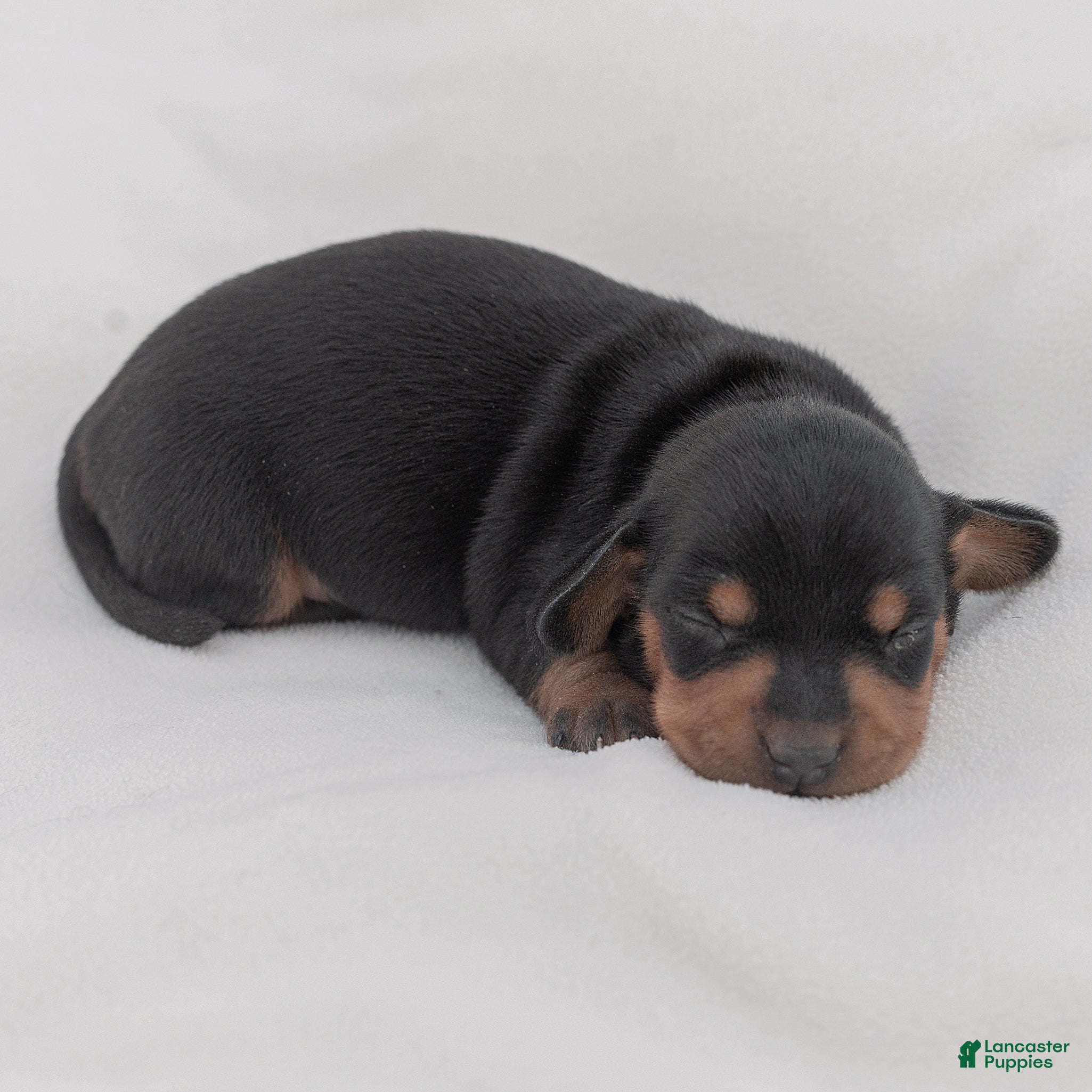 Miniature Dachshund dogs for sale: Charlie Miniature Dachshund  - Ad 2