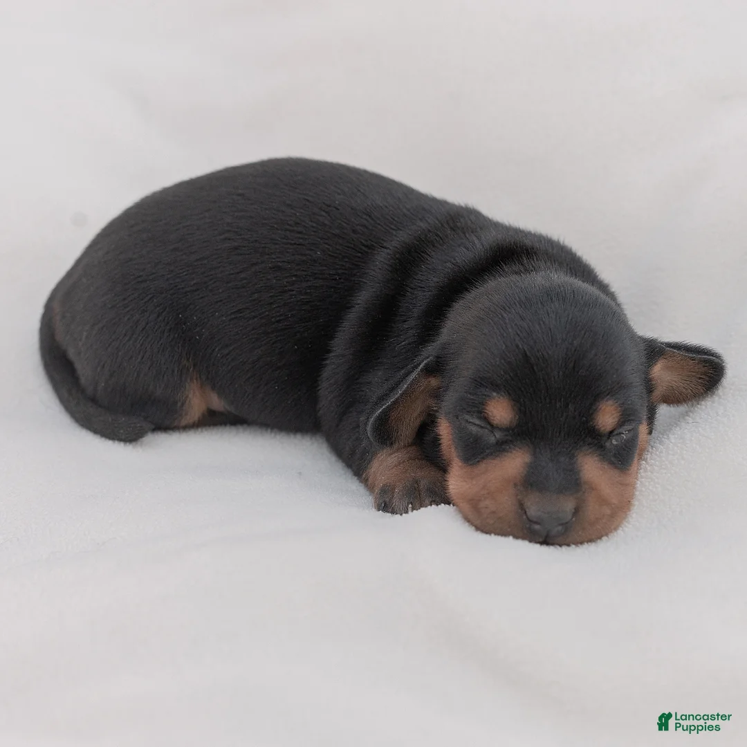 Miniature Dachshund dogs for sale: Charlie Miniature Dachshund  - Ad 1