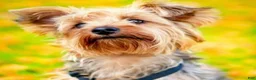 Yorkshire Terrier dogs for sale: Dolly - Ad 8