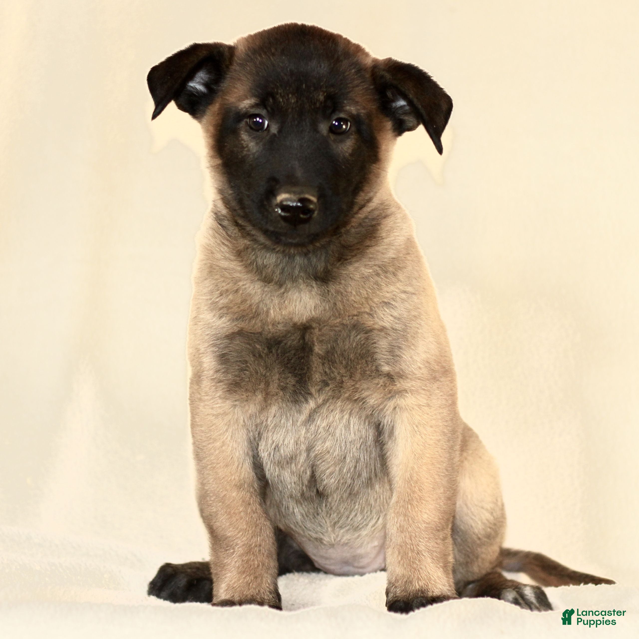 Belgian Malinois dogs Casey  - Ad 26