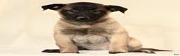 Belgian Malinois dogs for sale: Casey  - Ad 1