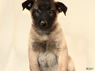 Belgian Malinois dogs Casey - Ad 30