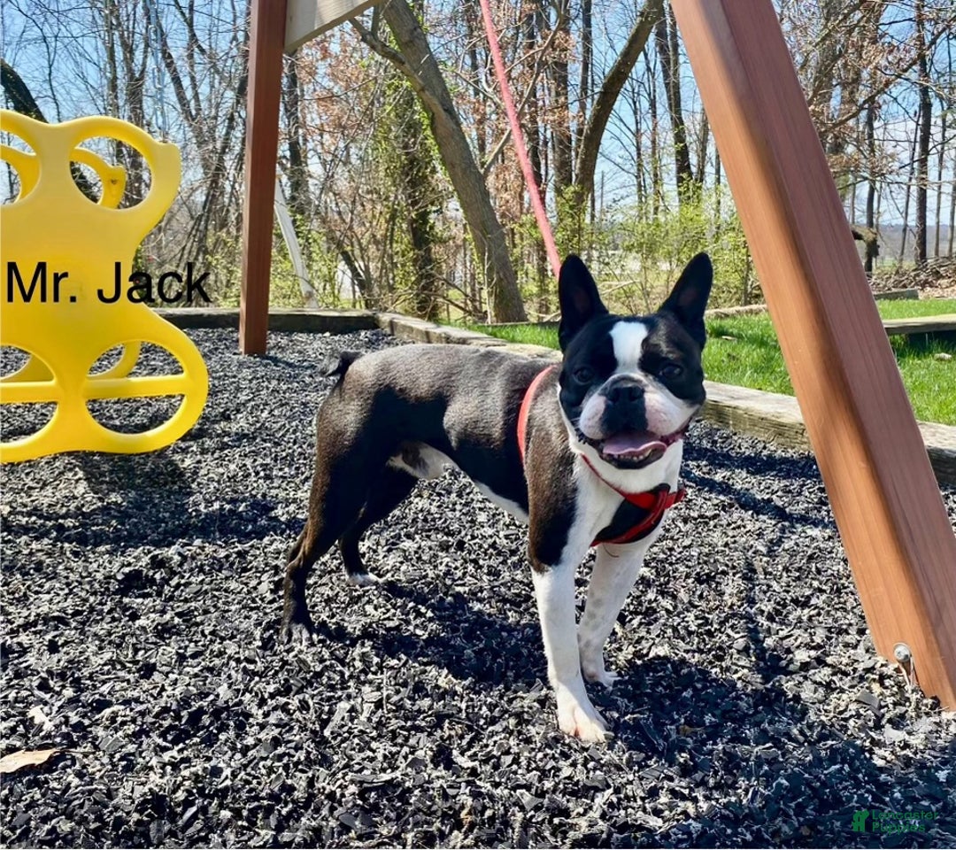 Boston Terrier dogs for sale: Nick  - Ad 8