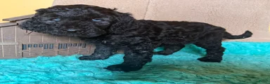 Labradoodle 3