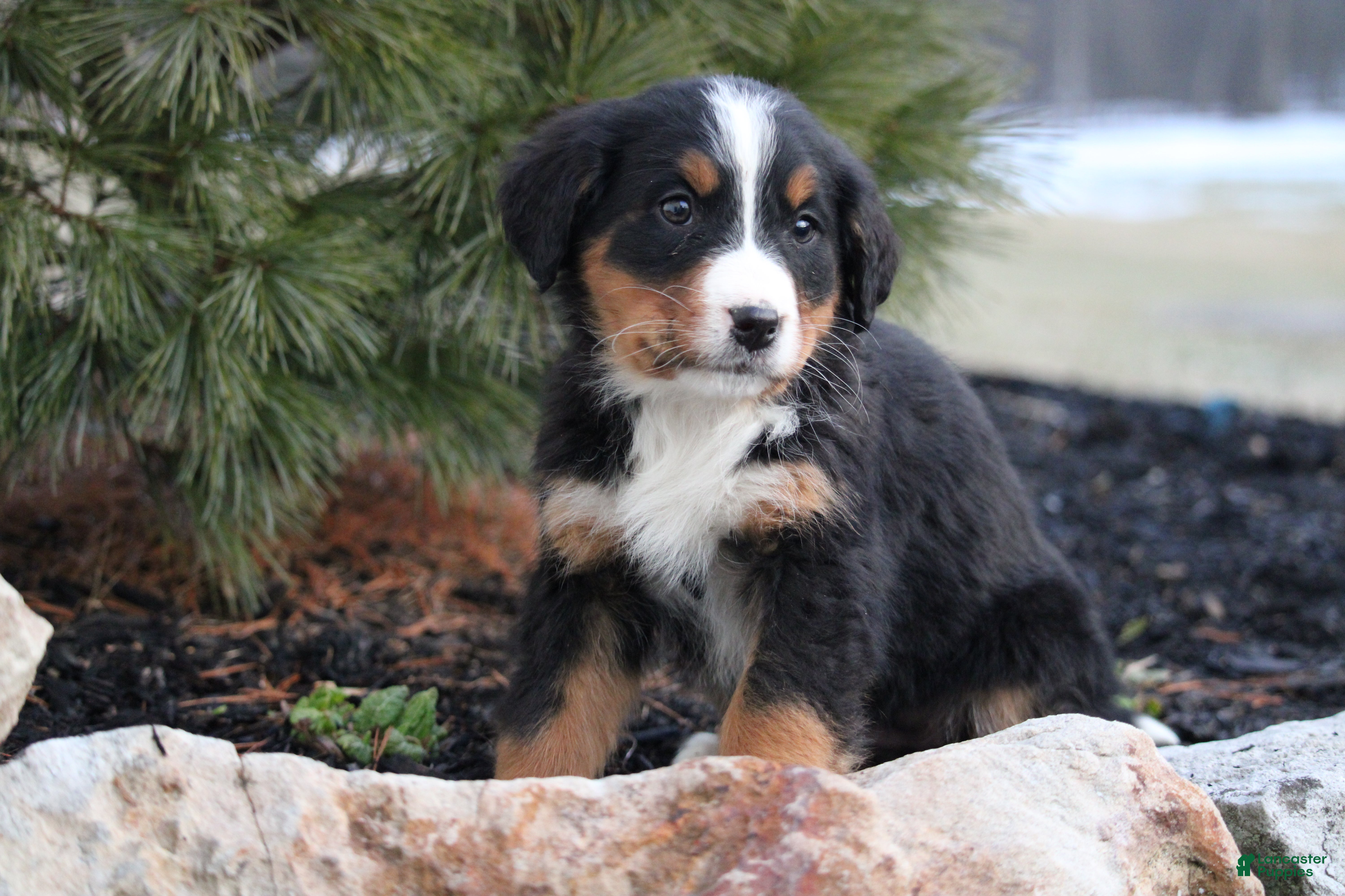 Bernese Mountain Dog dogs for sale: Bernese Mountain Dog Puppy 5 - Ad 3